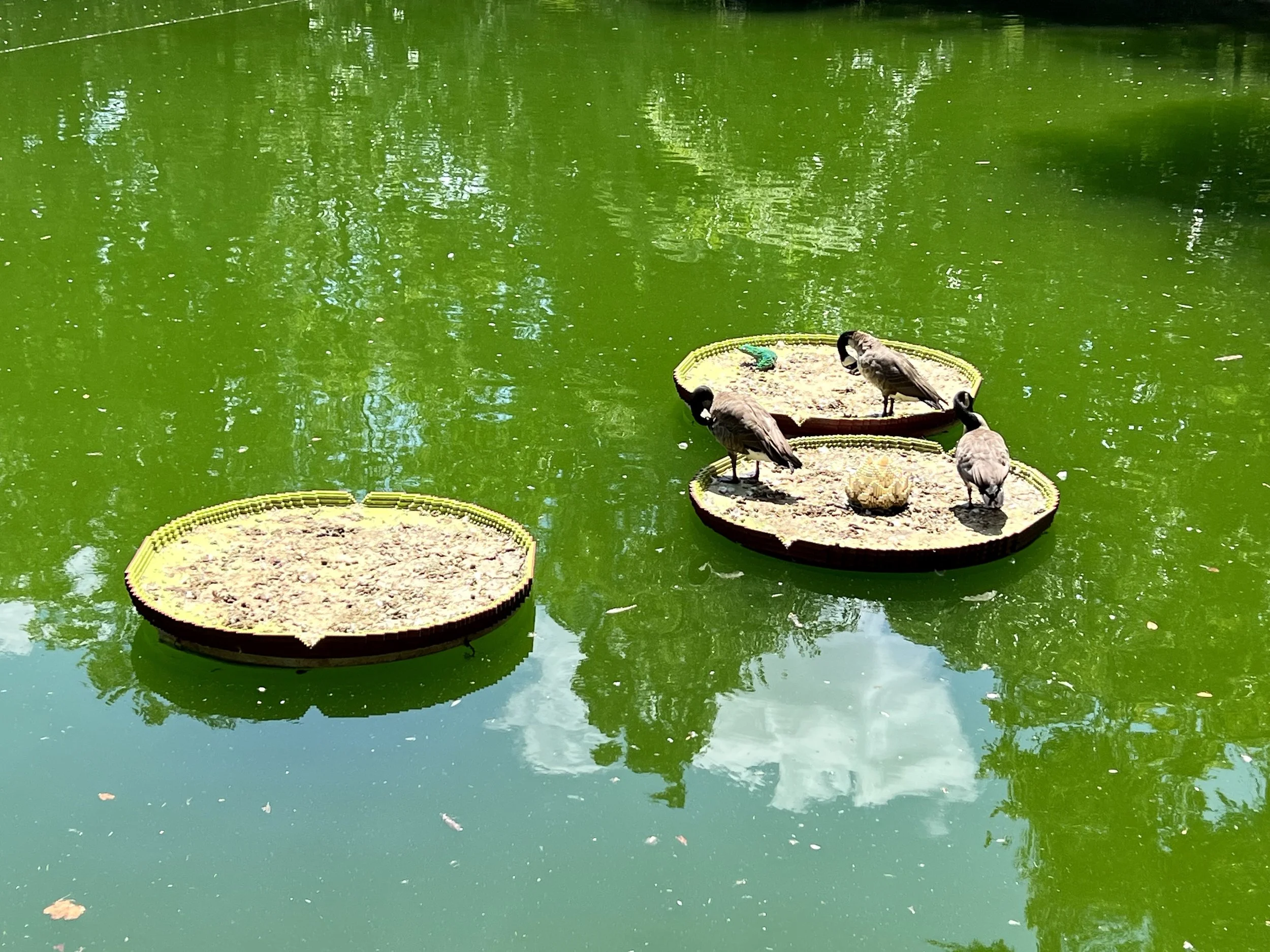 Sean Kenney's Nature Connects® LEGO Exhibition at Louisville Zoo